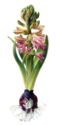 Hyacinth